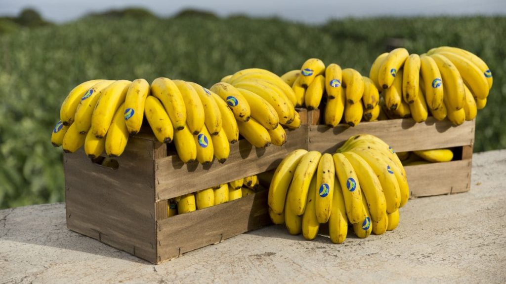 PULPA PLÁTANO